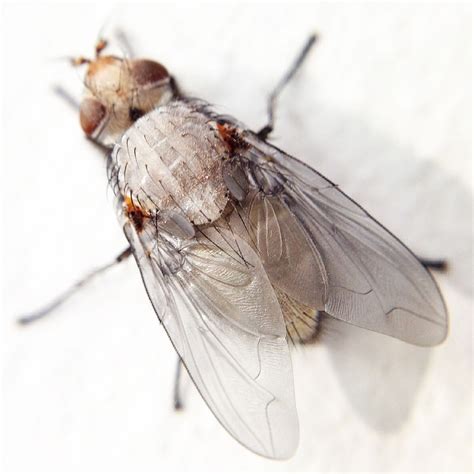 LOOK: 15 Most Dangerous Insects in the Philippines .